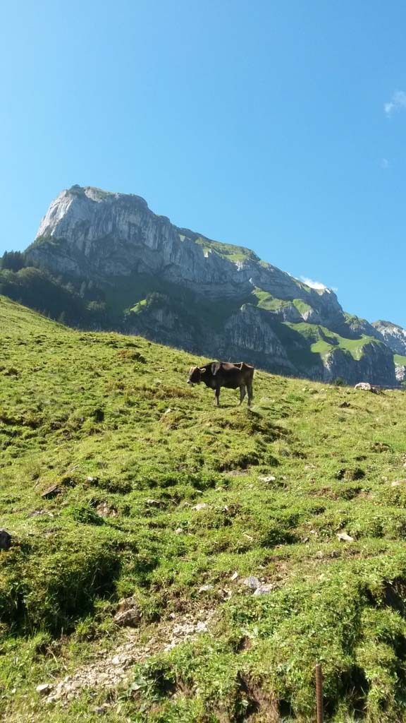 Cow in the pasture with mountain in the background Cow in the pasture with mountain in the background