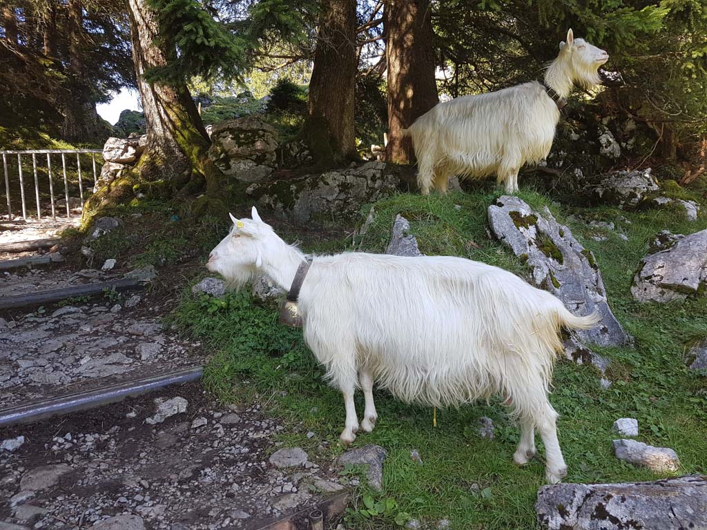 Appenzell goat Appenzell goat